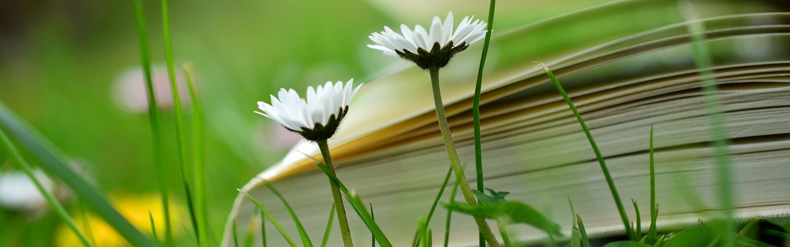 Jeśli potrafisz o czymś marzyć, potrafisz tego także dokonać.  Walt Disney